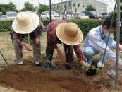 フラミンゴ農園で野菜植え(スイカ＆キュウリ)です。収穫が楽しみ!!